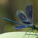 5 plantas para alejar a las arañas de tu hogar y jardín