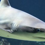 AMLO rechaza invitar a miembros del Poder Judicial a Grito de la Independencia