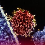 Sheinbaum evita ‘polémica’ con EU y recalca que el exatleta Ryan Wedding se entregó