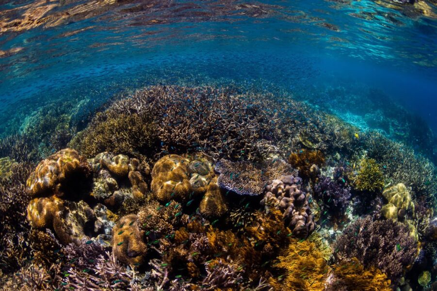 Vigencia del tratado marítimo que revoluciona la protección de los océanos y garantiza un futuro sostenible