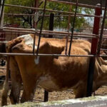 Plan Kukulkán: La estrategia clave para blindar la seguridad en el Mundial de México